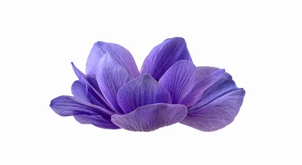 Anemone flower isolated on white background. Side view © svetlanass13