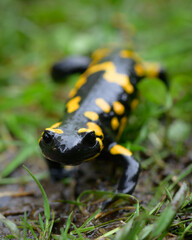 Feuersalamander