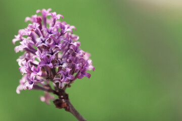 Fototapeta na wymiar close up of purple lilac flower