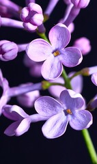Fototapeta na wymiar lilac flower growing on black background
