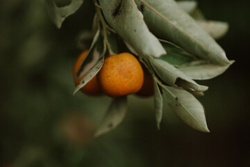 Orange Grove Tree in Florida