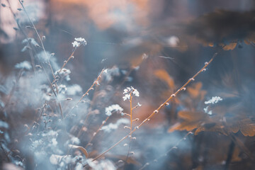 Forget-me-not (Myosotis) flowers blooming