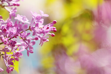 close up of purple lilac flower