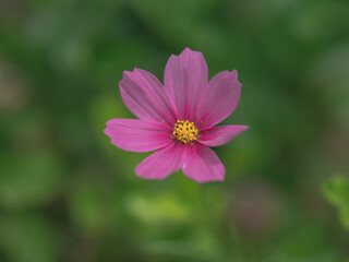 Bokeh macro close-up photo of early summer pink autumn English flowers