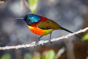 Green-tailed Sunbird (Aethopyga nipalensis) in doi inthanon national park, ChiangMai, Thailand