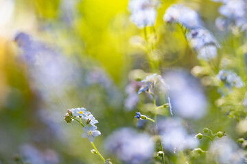 Forget-me-not (Myosotis) flowers blooming