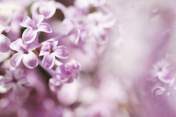 Naklejka na ściany i meble close up of lilac flowers