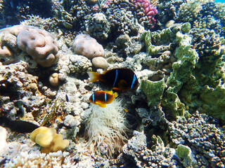 Fototapeta na wymiar Sea anemone and clown fish in the Red Sea