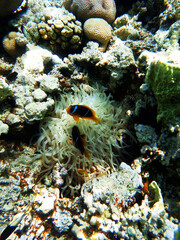 Sea anemone and clown fish in the Red Sea