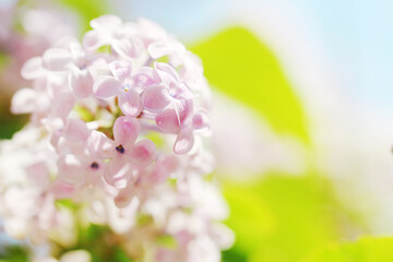 spring lilac flowers background