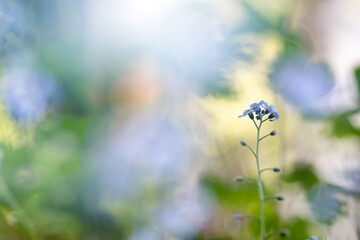 Forget-me-not (Myosotis) flowers blooming