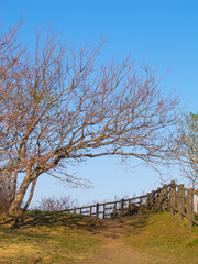 tree in the countryside