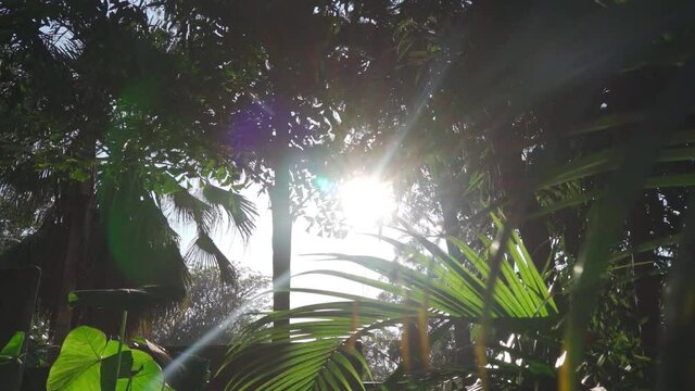 Sunlight flashing from behind trees through dark green leaves.