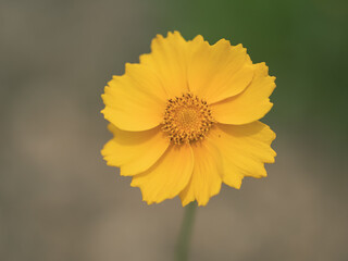yellow flower on a green background