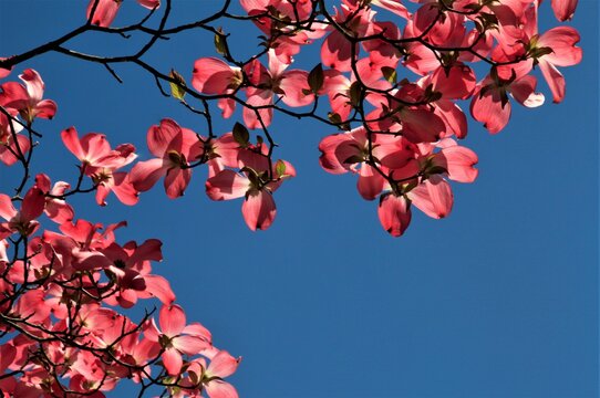 1 073 Best 花水木 Images Stock Photos Vectors Adobe Stock