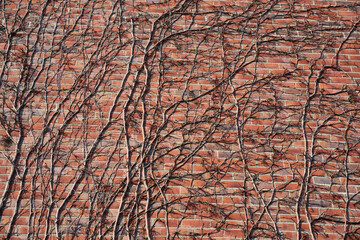 Brown climbing plants on red brick wall. Pattern. Perfect for Backgrounds.