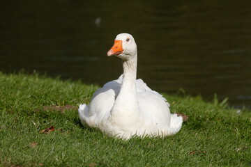 Weiße Hausgans (Anser anser domesticus) auf einer Wiese sitzend, Deutschland, Europa