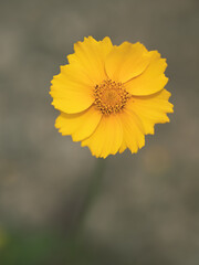 yellow flower on a green background