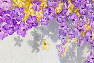 orchid flower on water surface