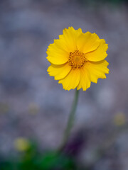 yellow flower in the garden