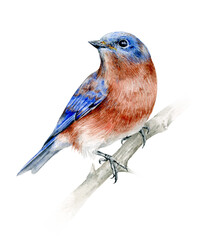 Watercolour illustration. A beautiful bird on a branch. The bird sialia is blue.