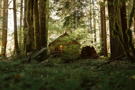 Oregon - Wooden cabin nestled in a dense, sunlit forest