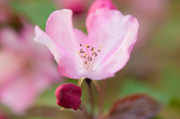 Fresh beautiful flowers of the apple tree blooming in the spring