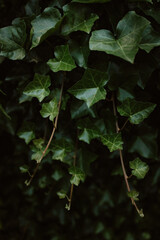 Fototapeta na wymiar Ivy - Oregon foliage