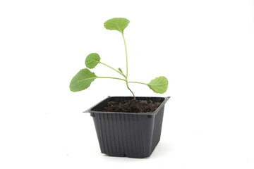 Young shoot of Brussels sprout in pot isolated on white background. Growing small young vegetable seedling.