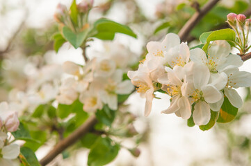 branch of apple tree with white flowers on a background of flowering trees. Copy space