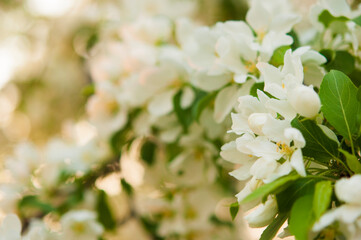 branch of apple tree with white flowers on a background of flowering trees. Copy space