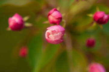 Fresh beautiful flowers of the apple tree blooming in the spring