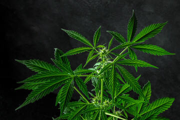 Cannabis plant, almost ready for harvesting, on a dark background