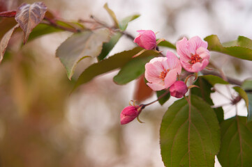 Fototapeta na wymiar Fresh beautiful flowers of the apple tree blooming in the spring