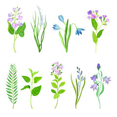 Fototapeta na wymiar Violet Flowers or Blossom on Leafy Stalk or Stem Vector Set