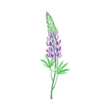 Tall Stem or Stalk with Small Violet Floret and Green Palmate Leaf Vector Illustration