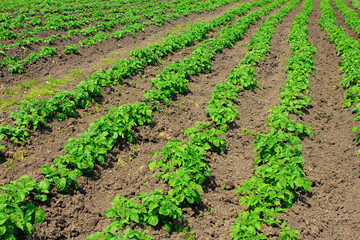 Large green rows of potatoes on the bed. 
