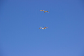 albatross