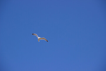 Fototapeta na wymiar albatross