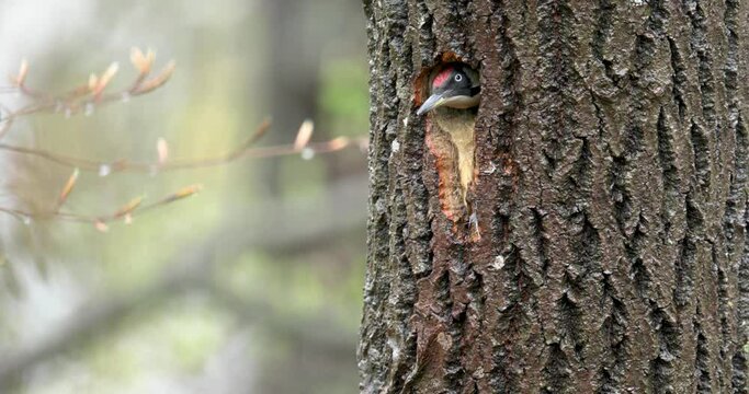 Female green woodpecker - Picus viridis - looking out of its nesting hole in an aspen tree