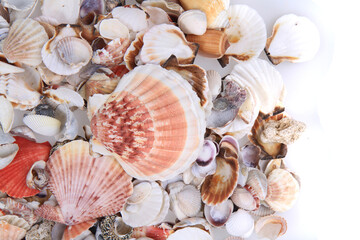 sea shells texture