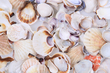 sea shells texture
