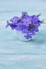 blue periwinkles in a miniature metallic cup on a turquoise surface. Spring flower bouquet.