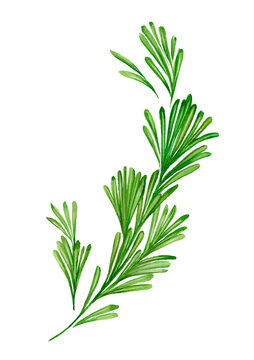 Watercolor Sprig Of Rosemary