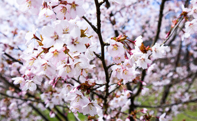 Pink cherry blossoms on a cool spring day in a park in northern Europe