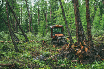 Vivid woodland landscape with old rusty red tractor on forest felling among firs and lush vegetation. Atmospheric wood scenery with outdated tractor in forest among coniferous trees and wild flora.