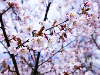 Pink cherry blossoms on a cool spring day in a park in northern Europe