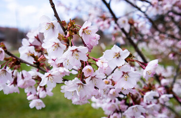 Pink cherry blossoms on a cool spring day in a park in northern Europe