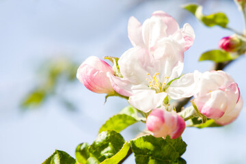 Pink apple blossom in spring.
