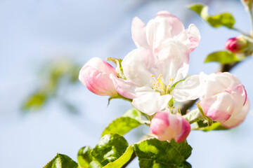 Obraz premium Pink apple blossom in spring.